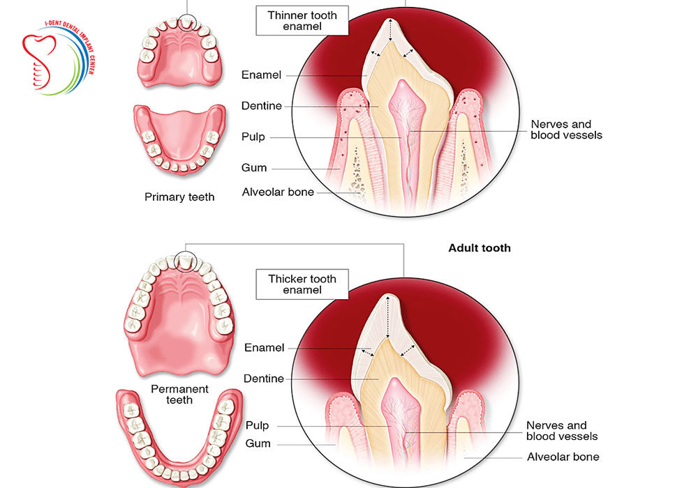 Distinguish baby teeth and permanent teeth